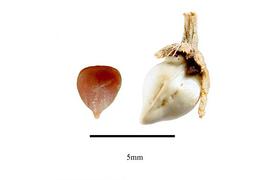   Fruit, seed:   Lithospermum ruderale , seed (left) and fruit with calyx (right); Photo by R. Gibbons, USDA APHIS PPQ, Kirkbride et al. (2006)
